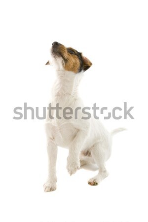 golden retriever dog Stock photo © eriklam