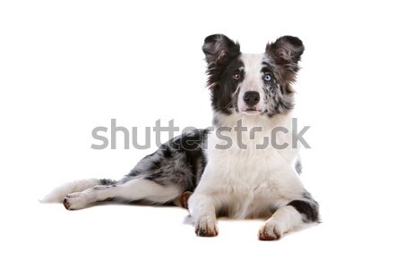 Border collie isolato bianco cane confine Foto d'archivio © eriklam