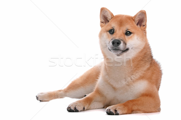 Shiba Inu dog in front of a white background Stock photo © eriklam