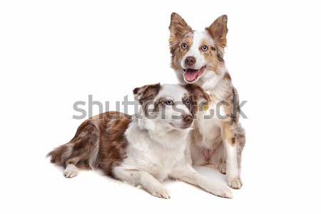 two border collie dogs Stock photo © eriklam