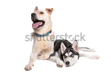 Foto stock: Dois · misto · cães · pastor · dourado