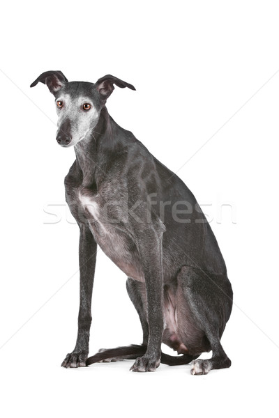 Velho galgo branco estúdio animal de estimação isolado Foto stock © eriklam