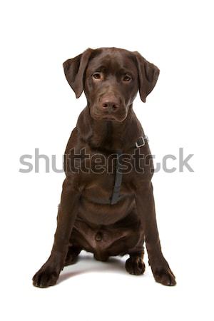 Stock photo: Chocolate Labrador