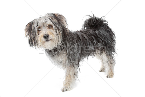 mixed breed maltese dog/yorkshire terrier Stock photo © eriklam