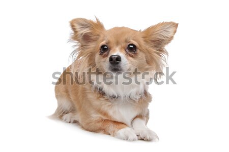 Foto stock: Border · collie · isolado · branco · cão · fronteira