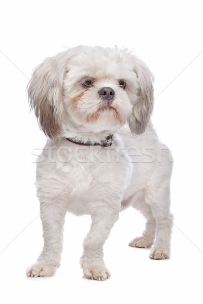 Shih Tzu Stock photo © eriklam