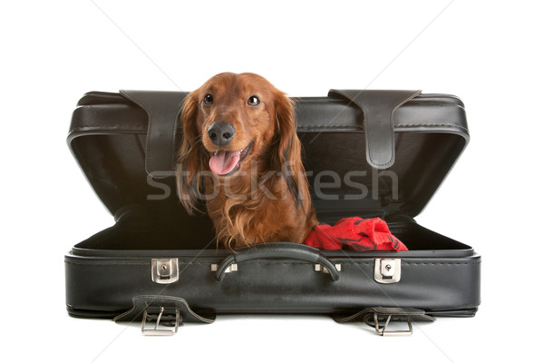 Kutya bőrönd élvezetes kilátás kicsi huncut Stock fotó © eriklam