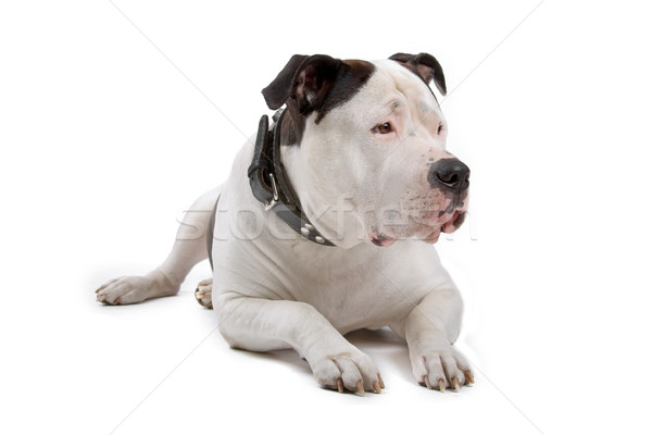 American bulldog riposo guardando inoltrare isolato bianco Foto d'archivio © eriklam