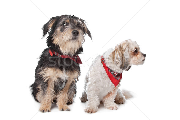 Chien blanche couple fond fond blanc mammifère [[stock_photo]] © eriklam