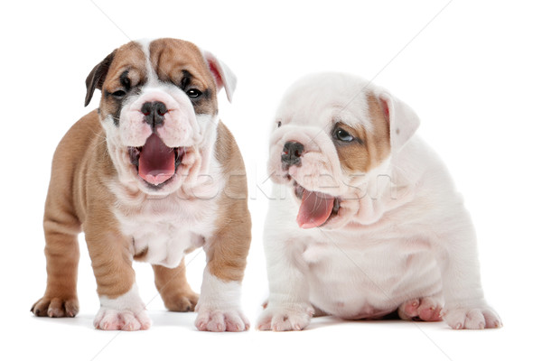 Szczeniąt dwa angielski bulldog biały Zdjęcia stock © eriklam