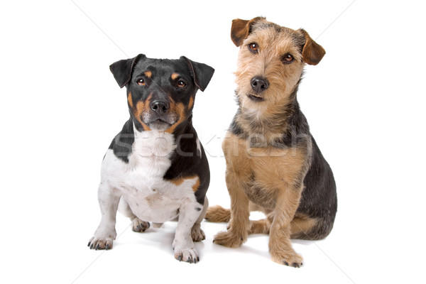 jack russel and airedale terrier  Stock photo © eriklam