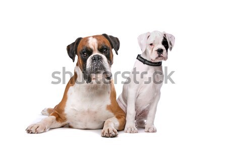 Brown boxer dog and a boxer puppy Stock photo © eriklam