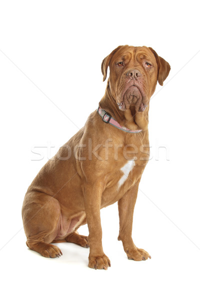 Bordeaux dog or French Mastiff Stock photo © eriklam