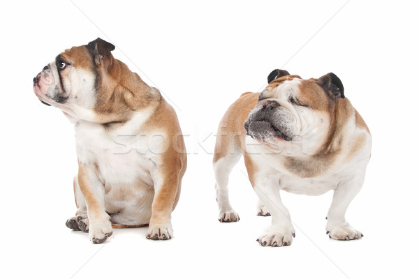 Zwei Englisch Studio Freundschaft Haustier Bulldogge Stock foto © eriklam