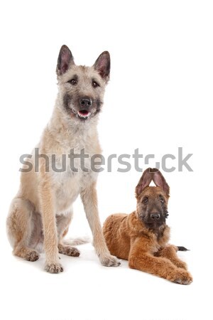 Karışık köpek beyaz Stok fotoğraf © eriklam