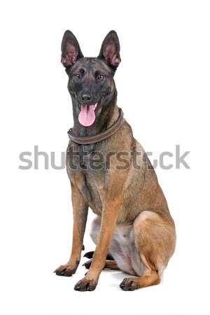 Belgian shepherd (malinois) dog Stock photo © eriklam