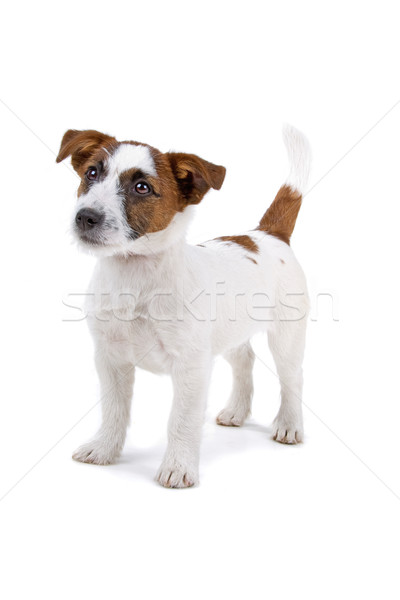 Jack russel terrier dog Stock photo © eriklam