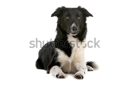 Border collie isolato bianco cane confine Foto d'archivio © eriklam