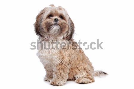 boomer, mixed breed dog Stock photo © eriklam