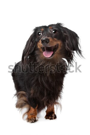 Dachshund Stock photo © eriklam