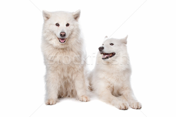 Samoyed (dog) Stock photo © eriklam