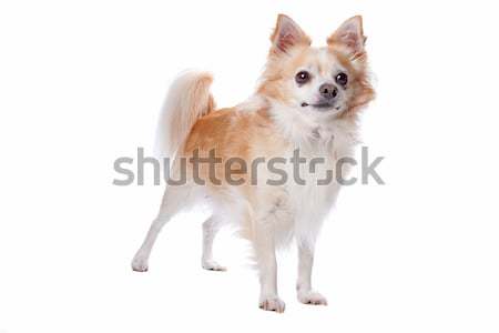 chihuahua dog Stock photo © eriklam