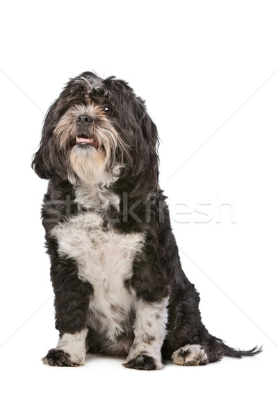 Karışık küçük kabarık köpek beyaz Stok fotoğraf © eriklam