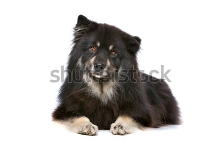 Finnish Lapphund Stock photo © eriklam