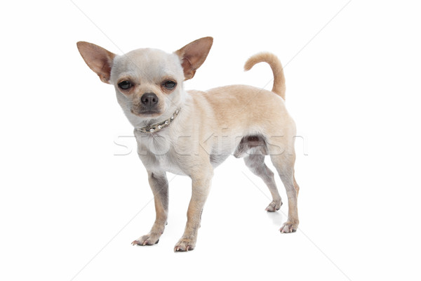 Short Haired Chihuahua Stock Photo C Erik Lam Eriklam 1104425