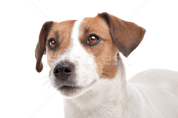 Terrier blanco animales estudio mascota fondo blanco Foto stock © eriklam