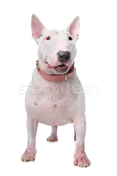 Stock photo: White Bull Terrier