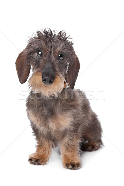 miniature wire-haired dachshund Stock photo © eriklam