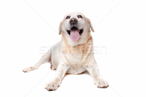 Labrador retriever beyaz hayvan kesmek evcil hayvan atış Stok fotoğraf © eriklam
