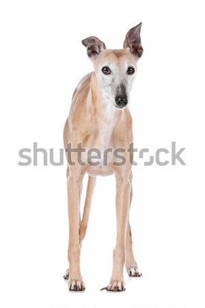 Foto stock: Edad · galgo · blanco · estudio · mascota · aislado