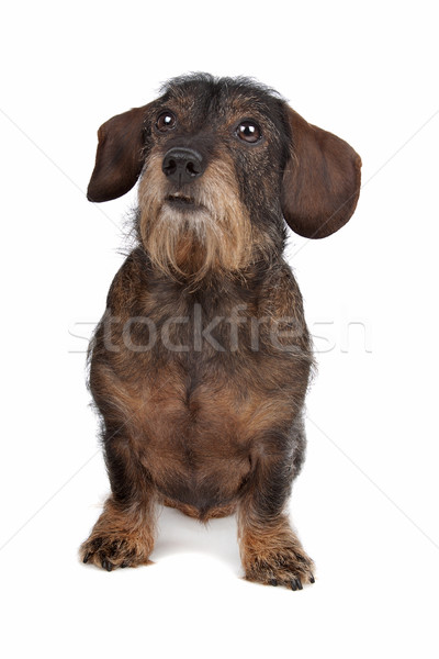 Dachshund Stock photo © eriklam