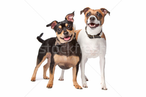 Gemischte Rasse Hund isoliert weiß Stock foto © eriklam
