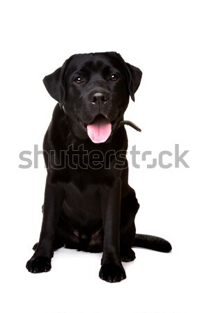 black labrador retriever dog Stock photo © eriklam