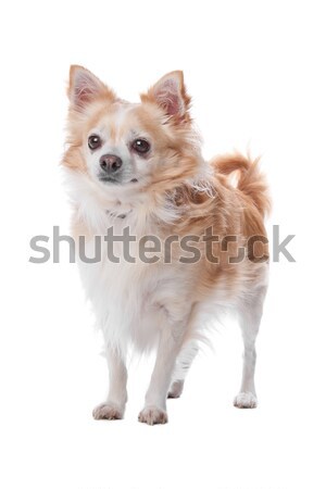 chihuahua dog Stock photo © eriklam