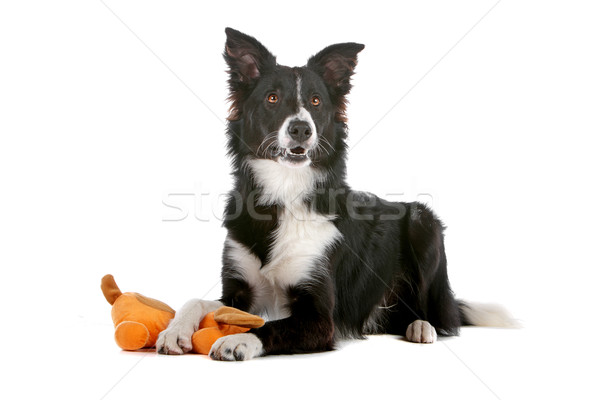 Border collie isolato bianco cane palla Foto d'archivio © eriklam