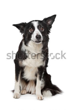 border collie sheepdog Stock photo © eriklam