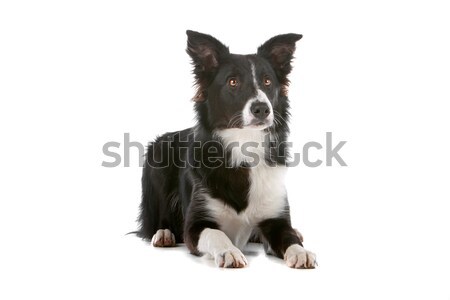 Stock photo: border collie sheepdog