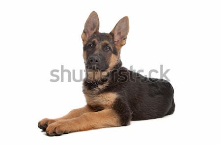 [[stock_photo]]: Pasteur · chiot · blanche · animaux · cute · fond · blanc