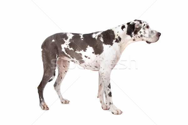 great dane harlequin Stock photo © eriklam