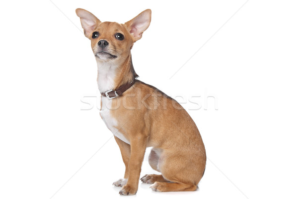 Gemengd ras hond witte achtergrond Stockfoto © eriklam