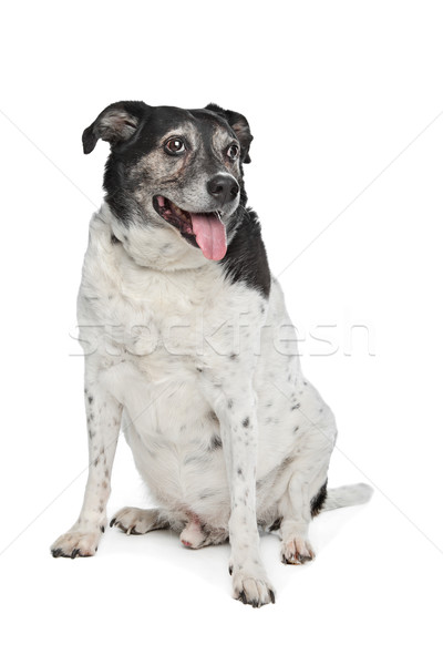 Foto stock: Misto · cão · branco · animal · animal · de · estimação