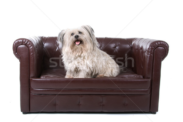 Misto cão relaxante sofá isolado Foto stock © eriklam
