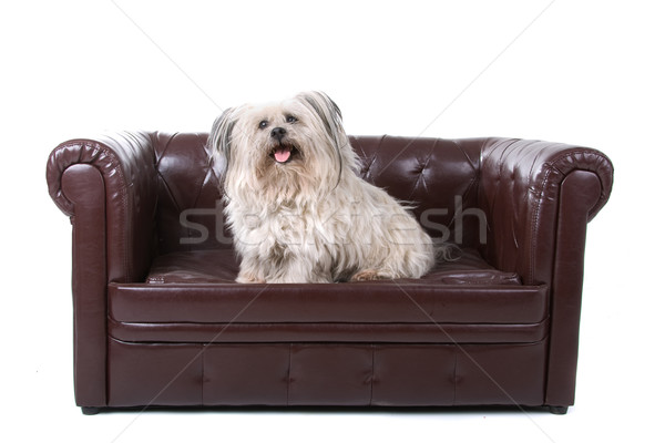 mixed breed boomer dog  Stock photo © eriklam