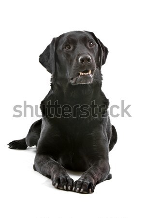 black labrador retriever dog Stock photo © eriklam