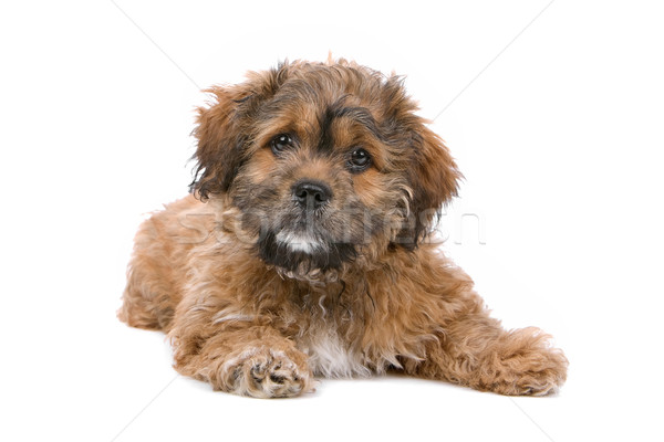 cute boomer puppy Stock photo © eriklam