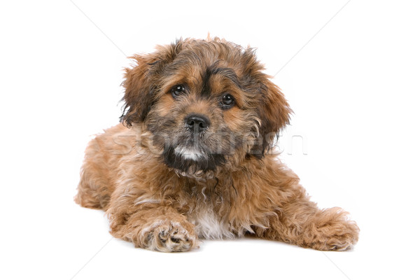 cute boomer puppy Stock photo © eriklam